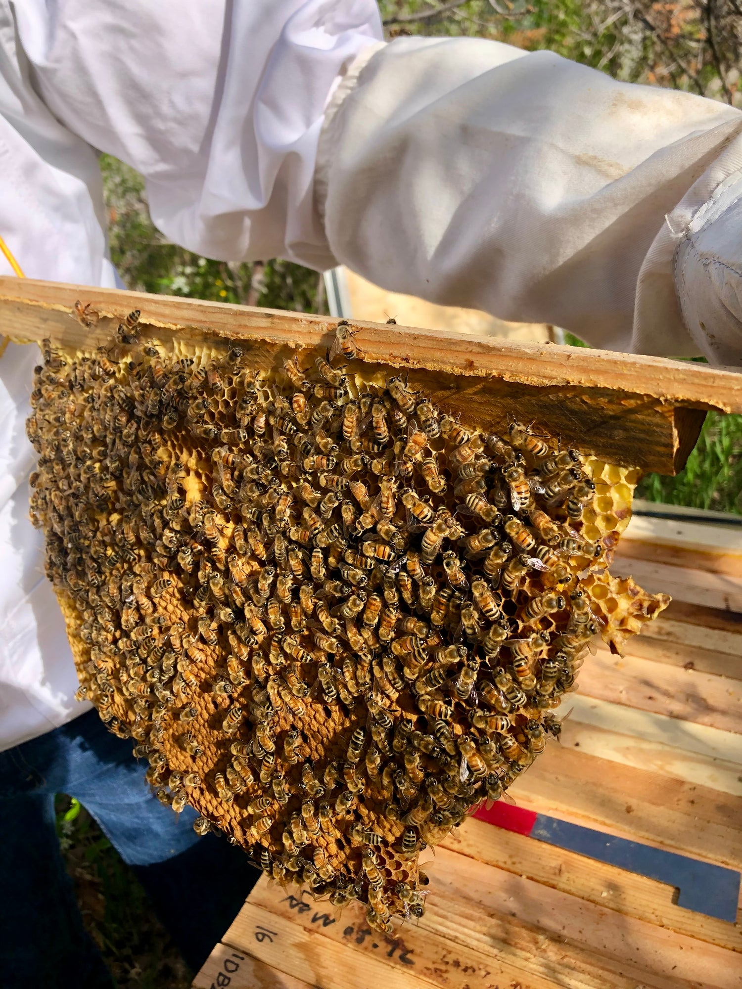 collecting natural honey from Beehive to create Beeswax Balms